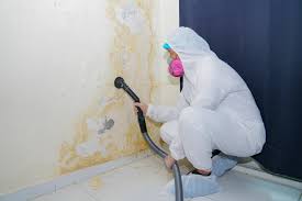 Best Mold Damage Restoration  in Forestville, CA